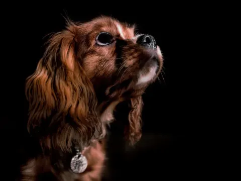 Ruby Cavalier King Charles Spaniel in profile against a dark background, Green Acres Nextgen