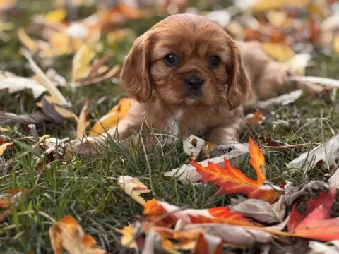 Ruby Cavalier King Charles Spaniel puppy among autumn leaves at Green Acres Nextgen