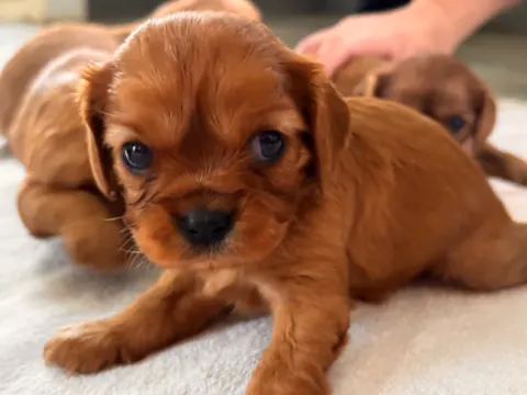 Ruby Cavalier King Charles Spaniel puppy lying on a blanket