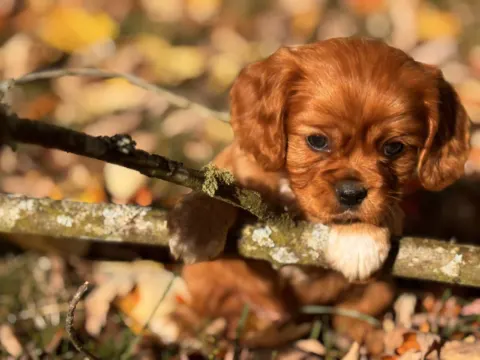 Ruby Cavalier King Charles Spaniel puppy resting its chin on a mossy branch at Green Acres Nextgen