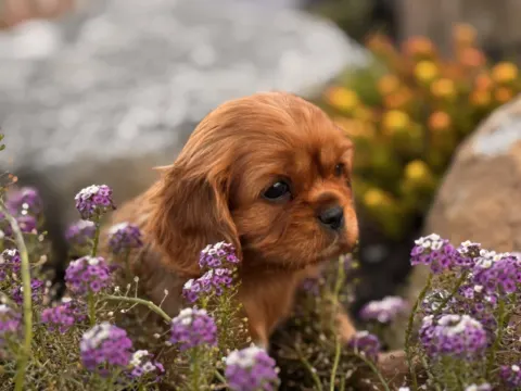 Ruby Cavalier King Charles Spaniel puppy beside purple flowers at Green Acres Nextgen