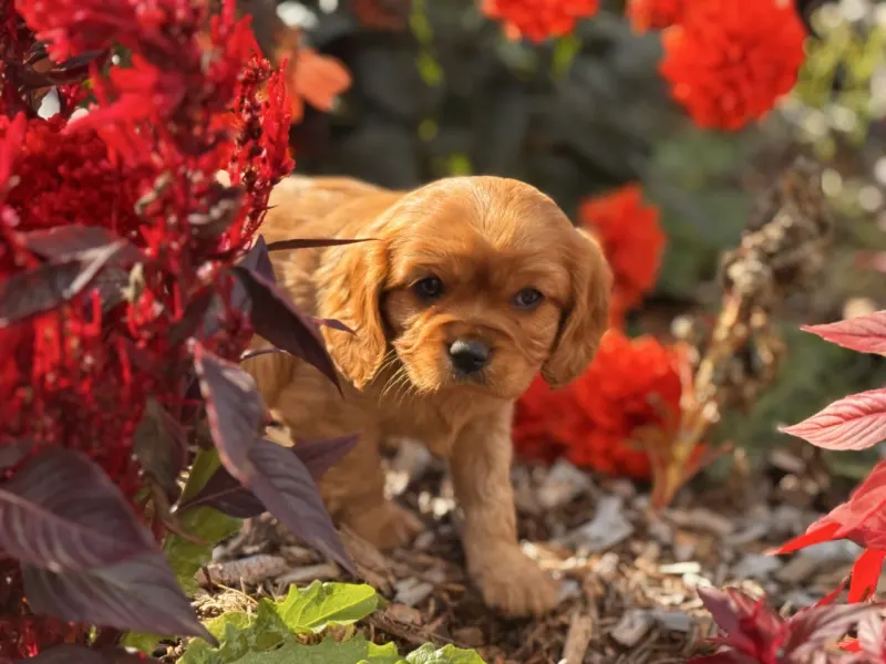 Ruby Cavalier King Charles Spaniel puppy among red flowers at Green Acres Nextgen, Boring, Oregon