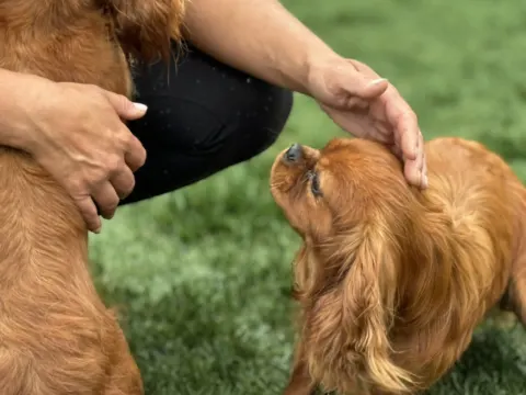 Rusty, ruby Cavalier King Charles Spaniel, being petted on the lawn