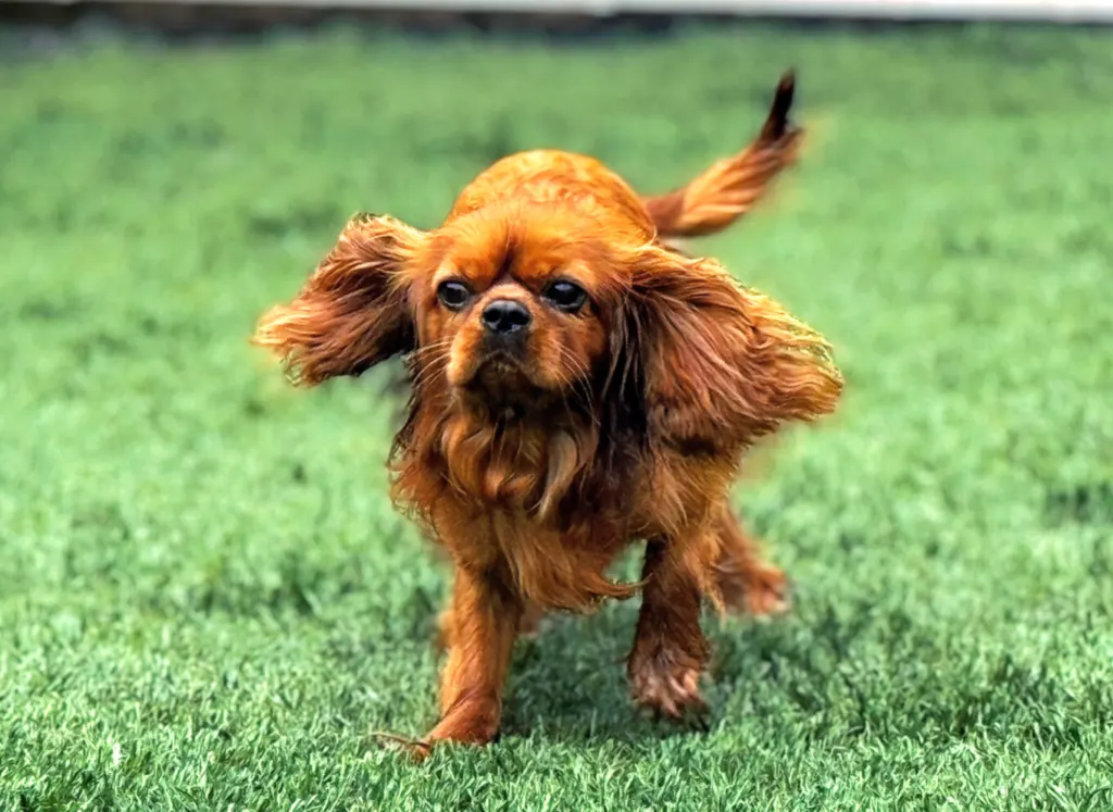 Rusty, ruby Cavalier King Charles Spaniel stud, running on grass at Green Acres Nextgen