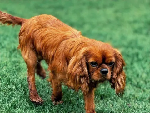 Rusty, ruby Cavalier King Charles Spaniel stud, standing on grass