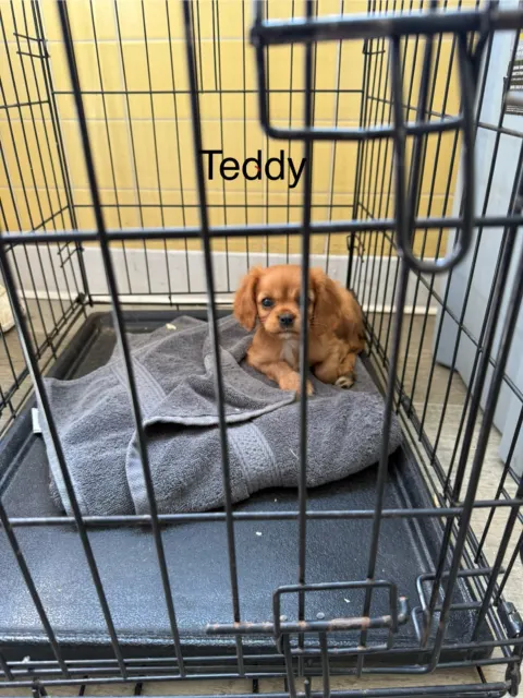 Teddy, Cavalier King Charles Spaniel puppy, in a wire crate during crate training