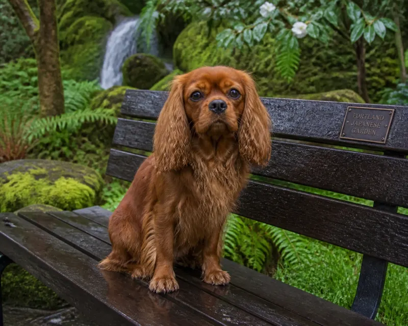 Health-tested Ruby Cavalier King Charles Spaniel sitting in a beautiful Portland, OR garden.