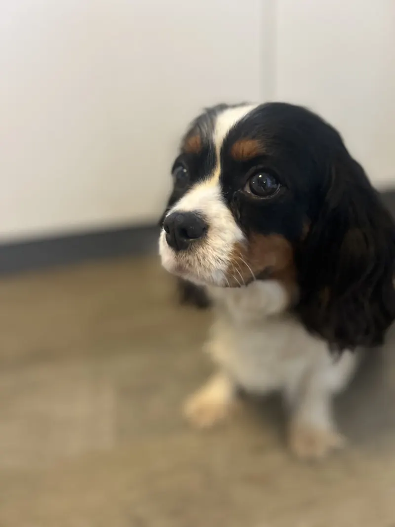 Tri-color Cavalier King Charles Spaniel close-up indoors at Green Acres Nextgen