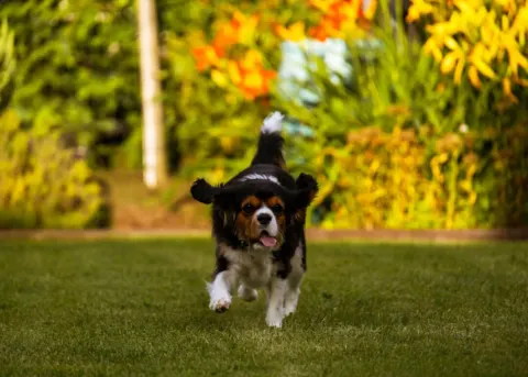Tri-color Cavalier King Charles Spaniel running across a lawn, Green Acres Nextgen