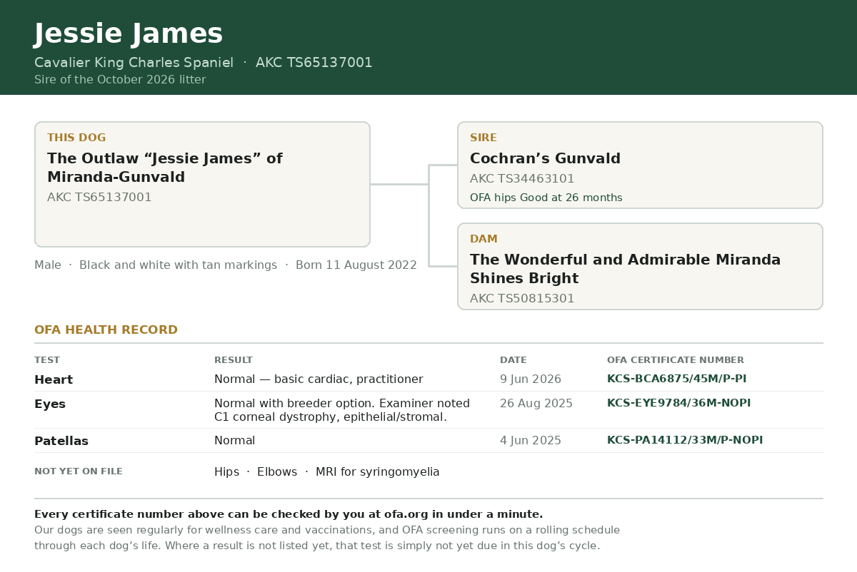 Two-generation family tree for The Outlaw Jessie James of Miranda-Gunvald, AKC TS65137001, with sire, dam and his OFA heart, eye and patella certificate numbers.