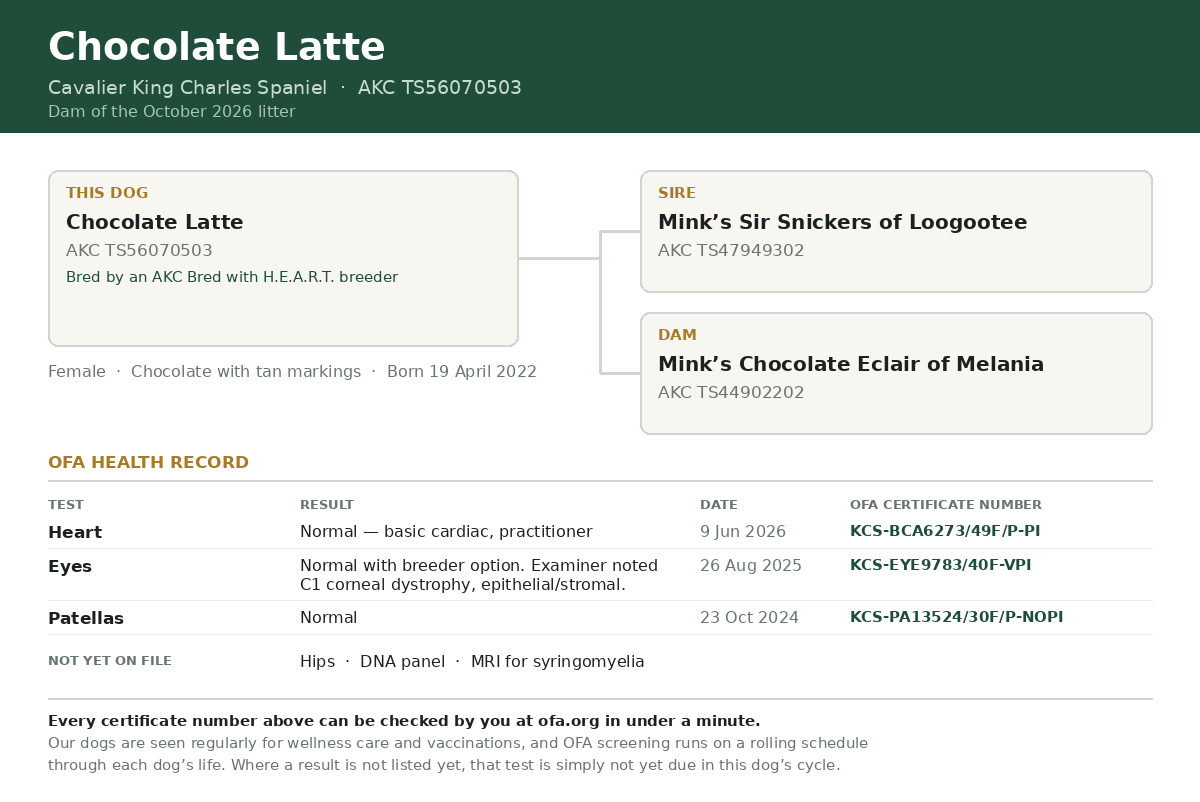 Two-generation family tree for Chocolate Latte, AKC TS56070503, with sire, dam and her OFA heart, eye and patella certificate numbers.